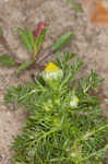 Pineapple weed <BR>Disc mayweed